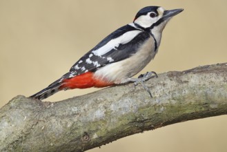 Great spotted woodpecker (Dendrocopos major), male, sitting on a branch, Wilnsdorf, North