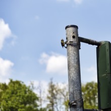 Blue tit (Cyanistes caeruleus) nests, breeds in a traffic light, unusual nest, adaptability,