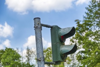 Blue tit (Cyanistes caeruleus) nests, breeds in a traffic light, unusual nest, adaptability,