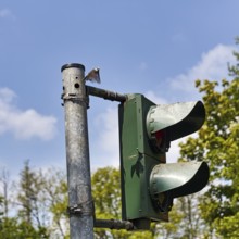 Blue tit (Cyanistes caeruleus) nests, breeds in a traffic light, unusual nest, adaptability,