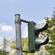 Blue tit (Cyanistes caeruleus) nests, breeds in a traffic light, unusual nest, adaptability,