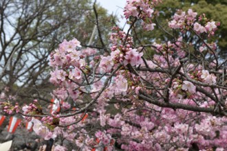 Sightseeing, tourist attraction, branches with first cherry blossoms in spring at the Sakura