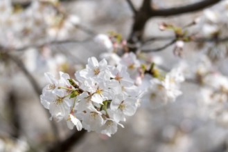 Sightseeing, tourist attraction, branches with first cherry blossoms in spring at the Sakura