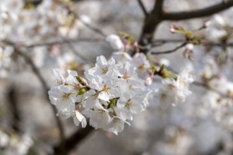 Sightseeing, tourist attraction, branches with first cherry blossoms in spring at the Sakura