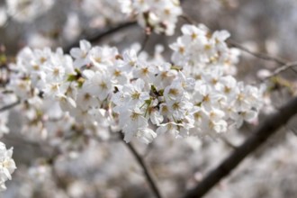Sightseeing, tourist attraction, branches with first cherry blossoms in spring at the Sakura