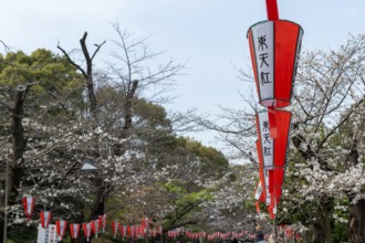 Sightseeing, tourist attraction, lanterns and the first cherry blossoms in spring at the Sakura