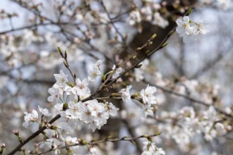 Sightseeing, tourist attraction, branches with first cherry blossoms in spring at the Sakura