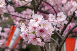 Sightseeing, tourist attraction, branches with first cherry blossoms in spring at the Sakura