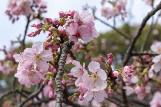 Sightseeing, tourist attraction, branches with first cherry blossoms in spring at the Sakura