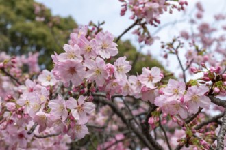 Sightseeing, tourist attraction, branches with first cherry blossoms in spring at the Sakura