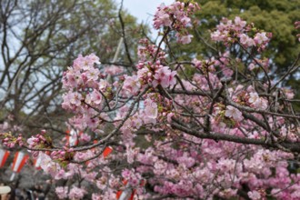 Sightseeing, tourist attraction, branches with first cherry blossoms in spring at the Sakura