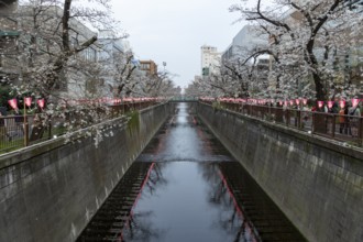 Sightseeing, tourist attraction, glowing lanterns along the riverside path and the first cherry