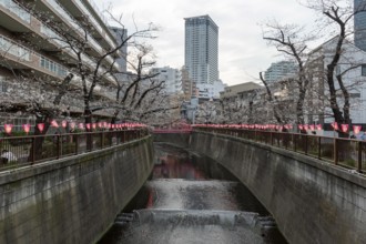 Sightseeing, tourist attraction, glowing lanterns along the riverside path and the first cherry