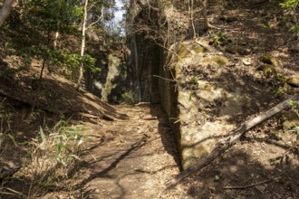 Vegetation, forest and mountain landscape along the Shariki-michi Trail to Mount Nokogiri, Mount