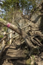 Stone steps and fallen tree in the mountain landscape on the Shariki-michi Trail to Mount Nokogiri,