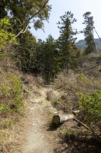 Vegetation and mountain landscape along the Shariki-michi Trail to Mount Nokogiri, Mount Nokogiri,