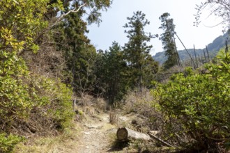 Vegetation and mountain landscape along the Shariki-michi Trail to Mount Nokogiri, Mount Nokogiri,