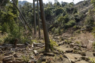 Vegetation and mountain landscape along the Shariki-michi Trail to Mount Nokogiri, Mount Nokogiri,