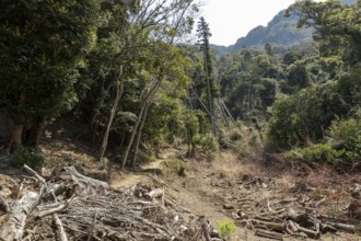 Vegetation and mountain landscape along the Shariki-michi Trail to Mount Nokogiri, Mount Nokogiri,
