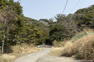 Vegetation along the Shariki-michi Trail to Mount Nokogiri, Mount Nokogiri, Hamakanaya, Futtsu,