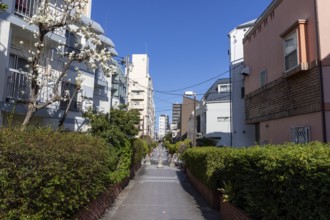 Residential buildings in front of a blue sky in a narrow alley with green plants and idyllic