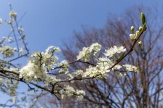 Chinese plum (Prunus salicina), close-up, branches with white flowers in spring, Tokyo, Japan