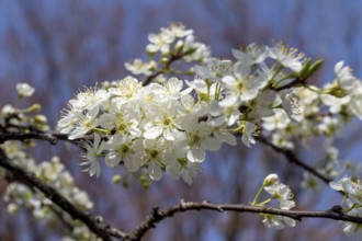Chinese plum (Prunus salicina), close-up, branches with white flowers in spring, Tokyo, Japan