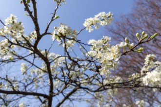 Chinese plum (Prunus salicina), close-up, branches with white flowers in spring, Tokyo, Japan