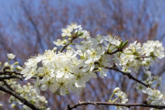 Chinese plum (Prunus salicina), close-up, branches with white flowers in spring, Tokyo, Japan