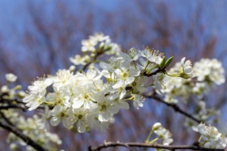 Chinese plum (Prunus salicina), close-up, branches with white flowers in spring, Tokyo, Japan
