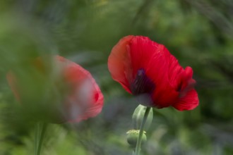 Garden poppy (Papaver), North Rhine-Westphalia, Germany