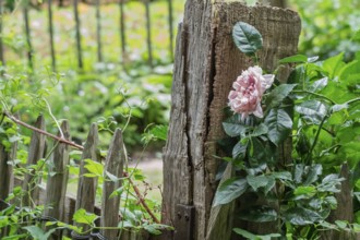 Rosebush on a fence post, North Rhine-Westphalia, Germany