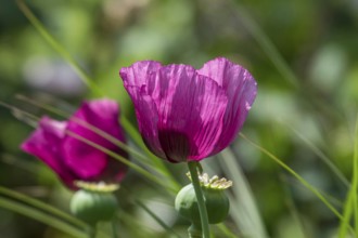 Purple poppy flower (Papaver), MÃ¼nsterland, North Rhine-Westphalia, Germany