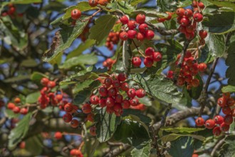 Hawthorn (Crataegus), fruit stand, MÃ¼nsterland, North Rhine-Westphalia, Germany