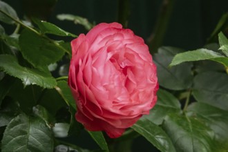 Pink rose, MÃ¼nsterland, North Rhine-Westphalia, Germany