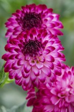 Dahlia (Dahlia), variety Little William, MÃ¼nsterland, North Rhine-Westphalia, Germany