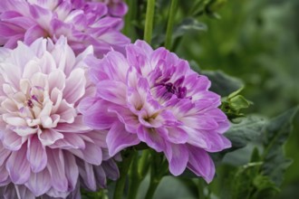 Dahlias (Dahlia), MÃ¼nsterland, North Rhine-Westphalia, Germany