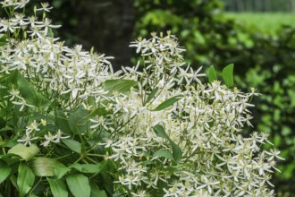 Clematis recta (Clematis recta), MÃ¼nsterland, North Rhine-Westphalia, Germany