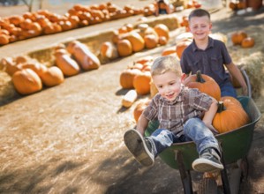 Two little boys playing in wheelbarrow at the pumpkin patch on a sunny fall day