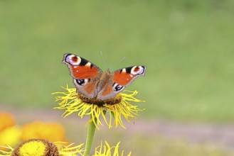 Peacock butterfly (Aglais io), on a yellow flower of a Great Telekie (Telekia speciosa), Wilnsdorf,