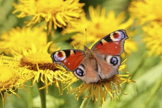 Peacock butterfly (Aglais io), on a yellow flower of a Great Telekie (Telekia speciosa), Wilnsdorf,