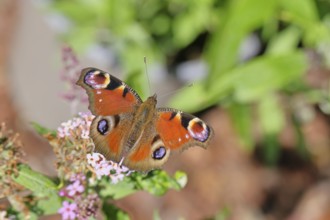Peacock butterfly (Inachis io) sucking nectar on butterfly bush (Buddleja davidii), in a natural