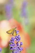 Large skipper (Ochlodes venatus), collecting nectar from a flower of Common lavender (Lavandula