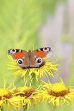 Peacock butterfly (Aglais io), on a yellow flower of a Great Telekie (Telekia speciosa), Wilnsdorf,