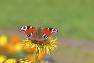 Peacock butterfly (Aglais io), on a yellow flower of a Great Telekie (Telekia speciosa), Wilnsdorf,