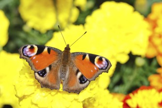 Peacock butterfly (Aglais io), on Tagetes erecta, Wilnsdorf, North Rhine-Westphalia, Germany