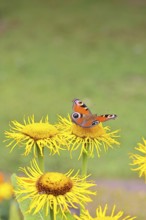 Peacock butterfly (Aglais io), on a yellow flower of a Great Telekie (Telekia speciosa), Wilnsdorf,