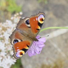 Peacock butterfly (Inachis io) sucking nectar on scabiosa, in a natural environment in the wild,