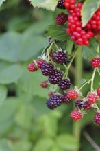Blackberries (Rubus fruticosus), unripe and ripe fruit on a bush in a forest, Wilnsdorf, North