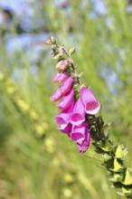 Common foxglove (Digitalis purpurea), flowers, from the plantain family, highly toxic, deadly